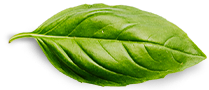 hathibrew leaf